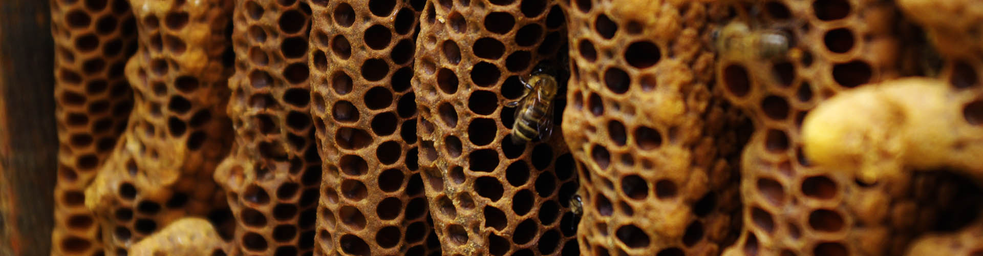apiculture du camping