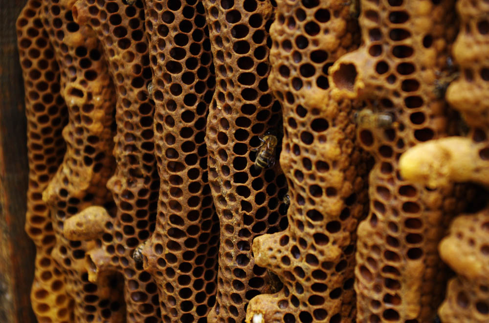 beekeeper Vendée